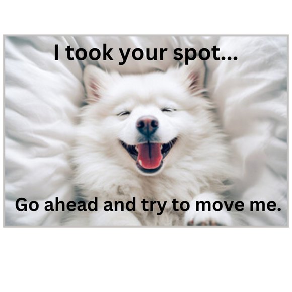 Funny Samoyed Flexible Refrigerator Magnet - Picture 1 of 1